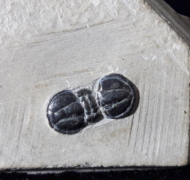 Peronopsis interstricta (WHITE 1874) - Bild © FossNet FossilienStore